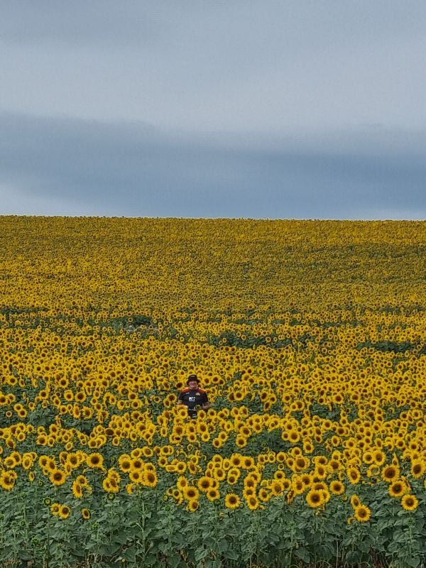 Ruffy in the Sunflowers