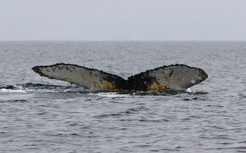 Whale Tail 1.jpg