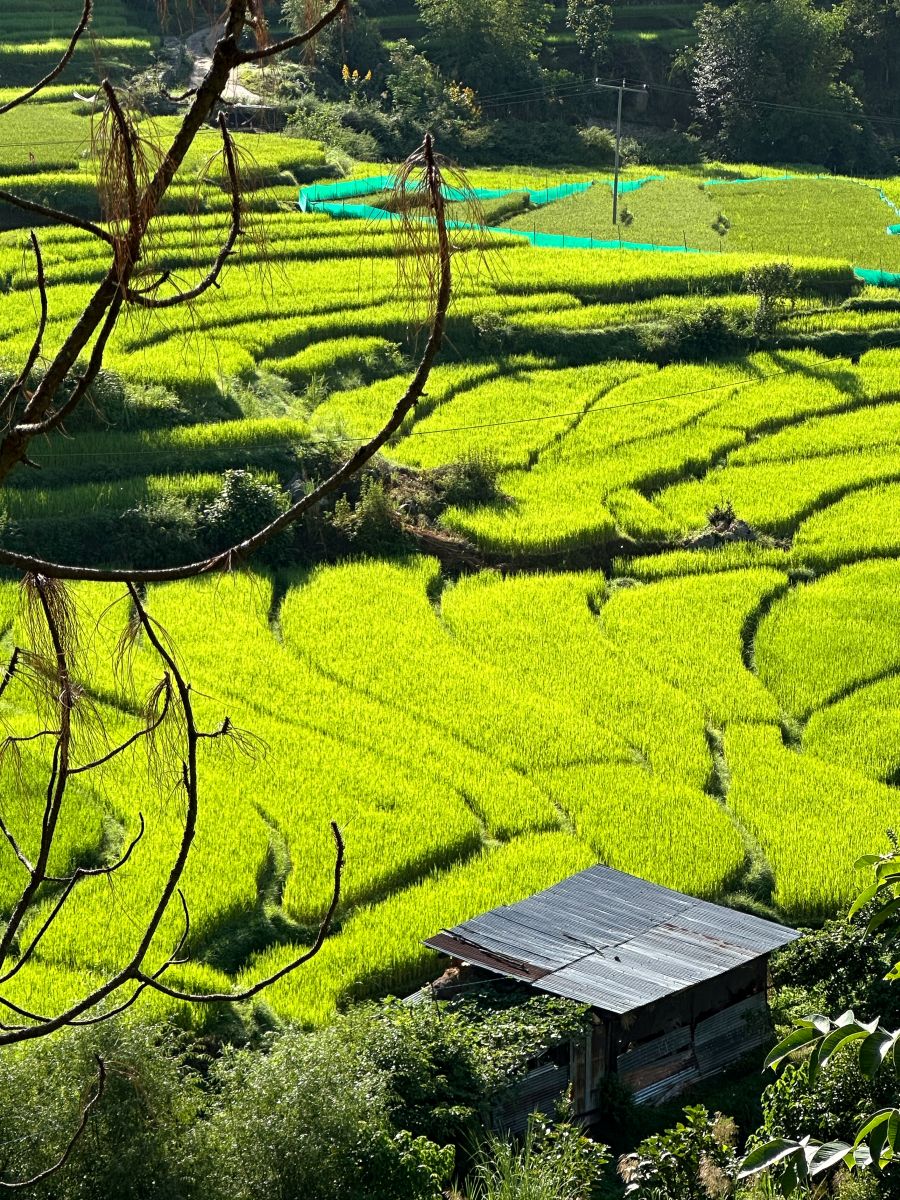 Bhutan fields